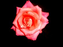 Pink rose / ...