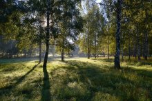 Morning in a birch forest / ***