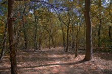 Forest road / ***