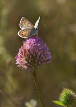 Copper-butterfly / ***