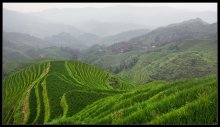 Rice Terraces of China .... / ***
