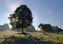 in the shade of an oak / ***