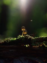 Very early in the morning in a meadow I met toadstool ... / ***