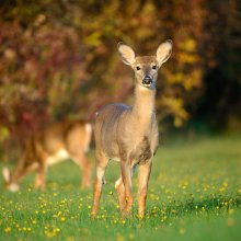 White-Tailed Deer / White-Tailed Deer