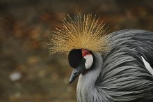 Crowned Crane / ***