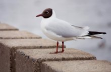 seagull / ...
