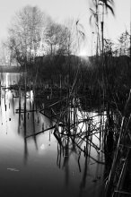 Reed / ***