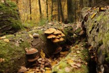 looking for fall / ***