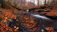 / Circle of leaves in nature ... / / ***