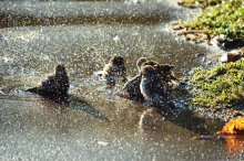 Sparrows delight autumn / ***