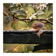 Travel snail / ***