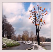 Autumn anomaly / ***