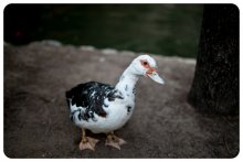 Portrait of a duck. / *****