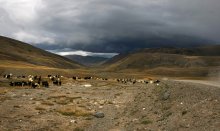 Altai Mountains / ***