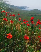 Scarlet poppies, as fabulous dwarves / ***