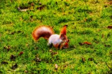 Squirrel / ***