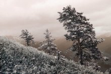 Pine trees in the snow / ***