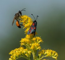 Wasp and butterfly Pestryanka / ***