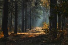 morning in the autumn forest / ...................