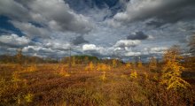 Mer Bleue Bog / Mer Bleue Bog