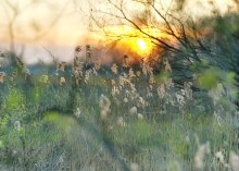 Spring sketch. / ***