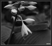 uvechary / ***