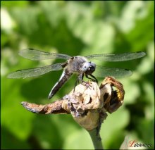 dragonfly / ***