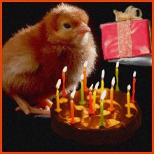 Chicken Little, Cake and Gifts / no comment / / /
