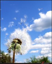 a small flock of leaves in the sky / ***