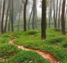 Pathway in the misty forest / ***