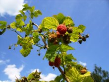 Raspberries / ***