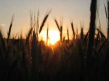 eared sun / ***