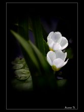 Little white flower / ***