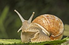 Snail / ***