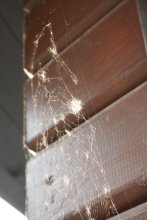 gossamer / ***