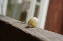 snail / ***