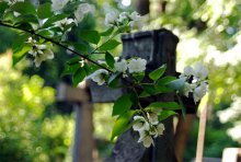 underground death of five / ***