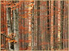 The palette of autumn forest in the mountains of Tirol / ***