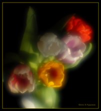 Tulips / ***