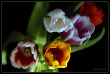 Tulips-2 / ***