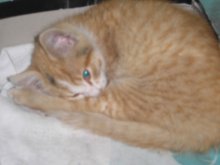 give in good hands / ***