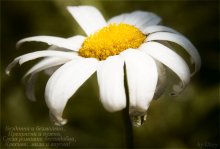 Tear Chamomile ... / ***