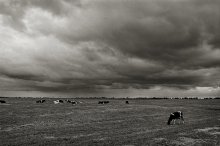 to graze in the meadow .... / ***