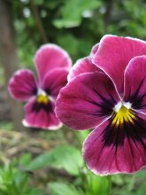 Flowers / ***