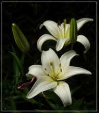 Lilies / ***