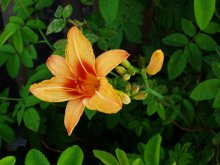 Flower / ***