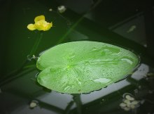 Water lily / ***