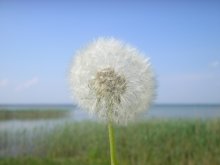 Belenky parashutik / ***