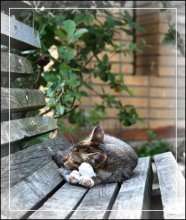 And dream I do not rumble the Baikonur ... / ***