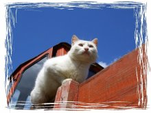 Hobbies white cat / ***